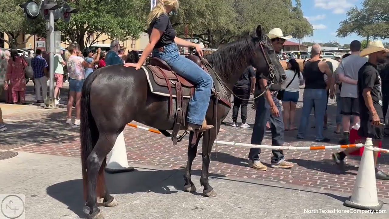 “Ava”- 14.2H, 8 yr old black and white overo paint mare SMOOTH & SAFE Trail Horse!