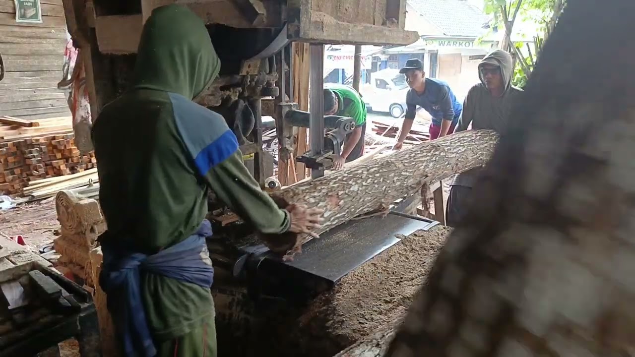 AKASIA MANGIUM PANJANG DAN BERAT