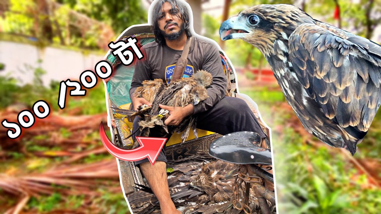 চিল পাখি উদ্ধার , ঝড়ে পরে গিয়েছে সব ।Animal Rescue