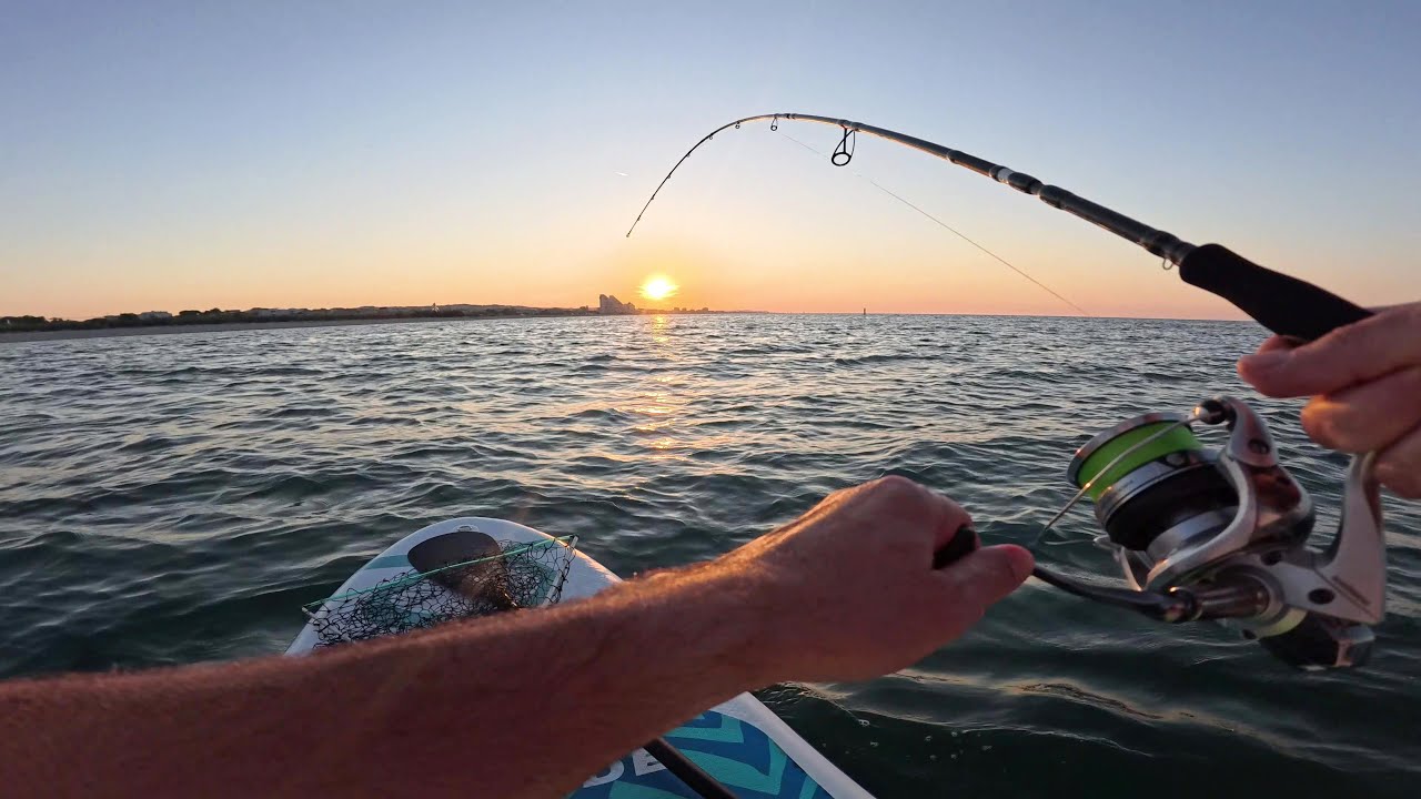 Alla ricerca di Serra con il SUP - Bluefish live strike on SUP