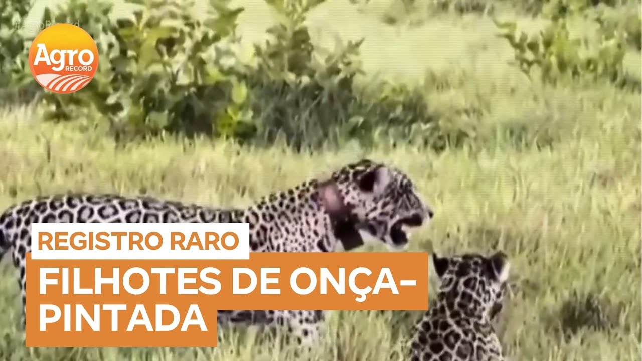 Flagrante raro: filhotes de onça-pintada brigam no Pantanal