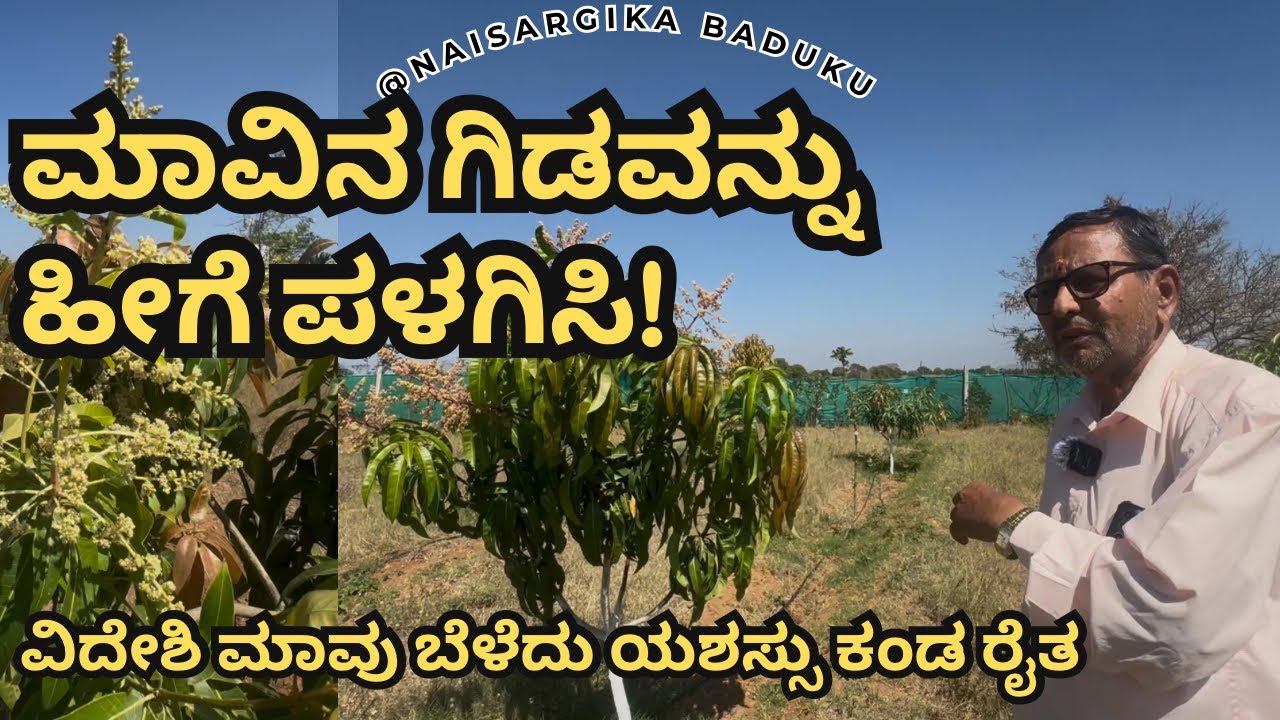 ಮಾವಿನ ಗಿಡವನ್ನು ಹೀಗೆ ಪಳಗಿಸಿ | ವಿದೇಶಿ ಮಾವು ಬೆಳೆದು ಯಶಸ್ಸು ಕಂಡ ರೈತ | #mangofarming