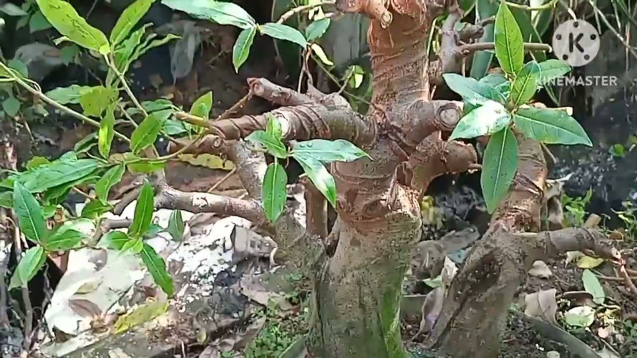 SELEKSI TUNAS MUDA KATING CABANG BAHAN BONSAI LOA 