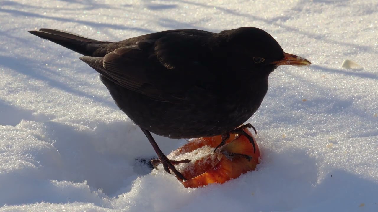 Blackbird eating a frozen apple on a sunny winter day