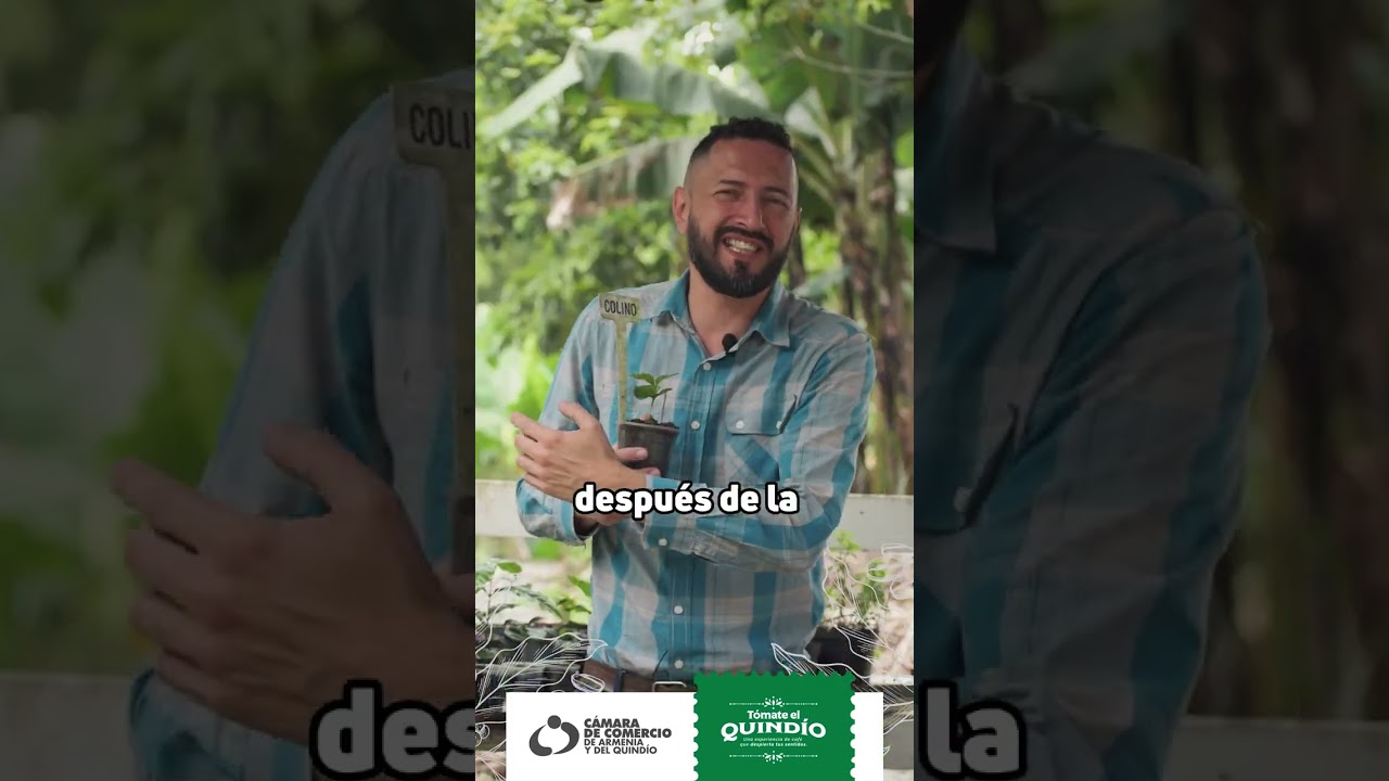 Etapa de siembra y cultivo del caf&eacute; especial