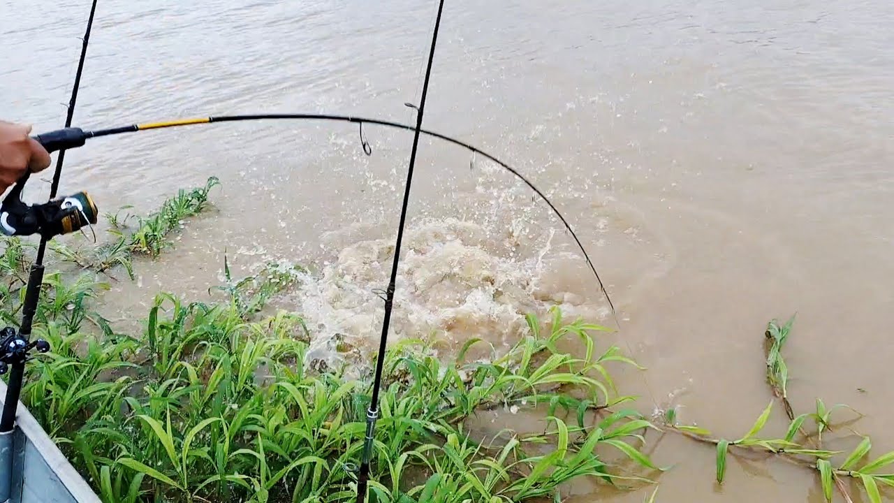 NINGUÉM ACREDITOU QUANDO VIU O TAMANHO E FOI UM PEIXE MAIOR QUE O OUTRO./PESCARIA NO RIO MADEIRA.