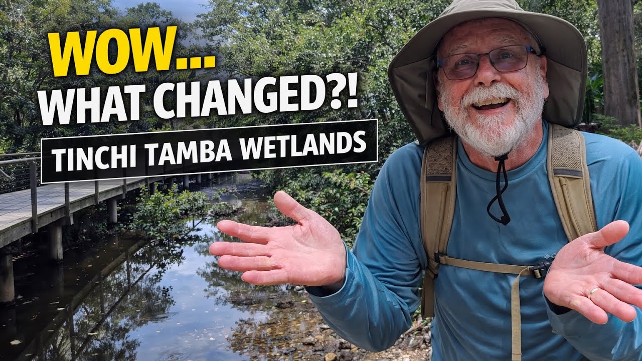 👉 Tinchi Tamba Wetlands Walk — A Hidden Brisbane Nature Escape