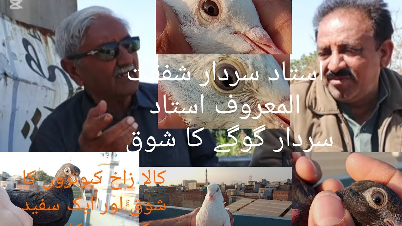 Ustad sardar gogay Ka kubutar ka shoke karaya Zak kubutar or white kubutar ka be 