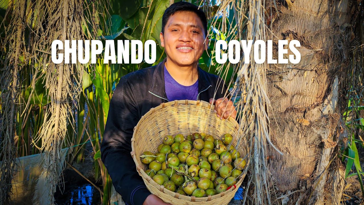 COYOLES EN MIEL 🏡 el sabor de un pueblo mágico