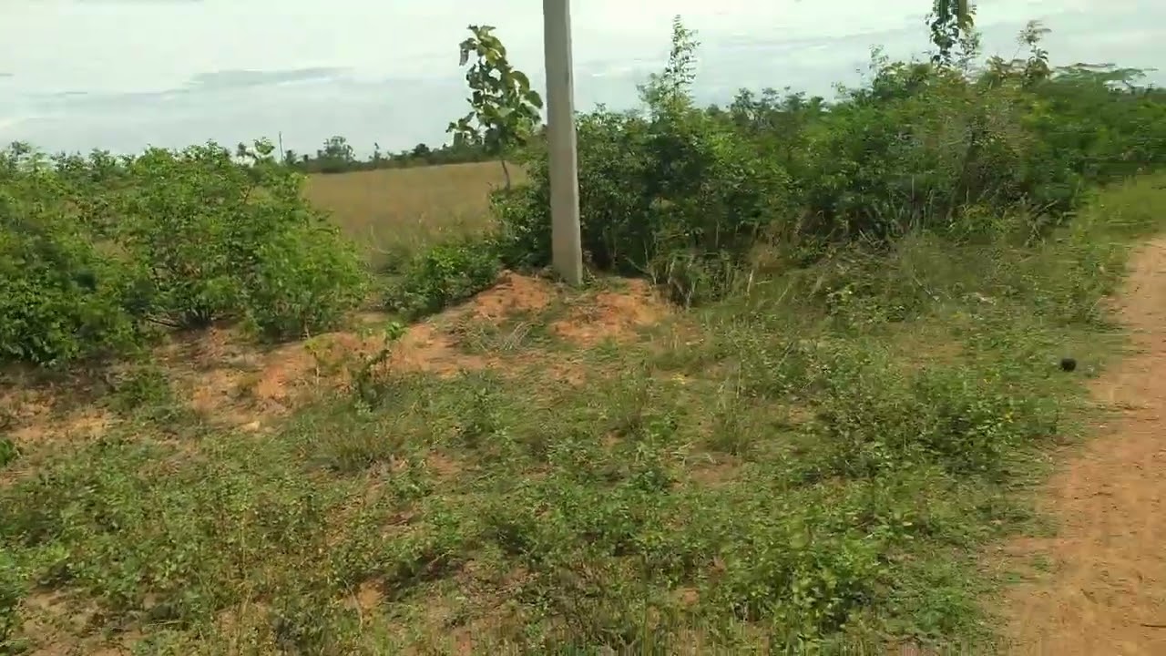 AGRICULTURE LAND SALE THANJAVUR IN KURUGULAM VILLAGE PER ACRE 16.50-LAKHS.TOTAL 10.50/ACRES
