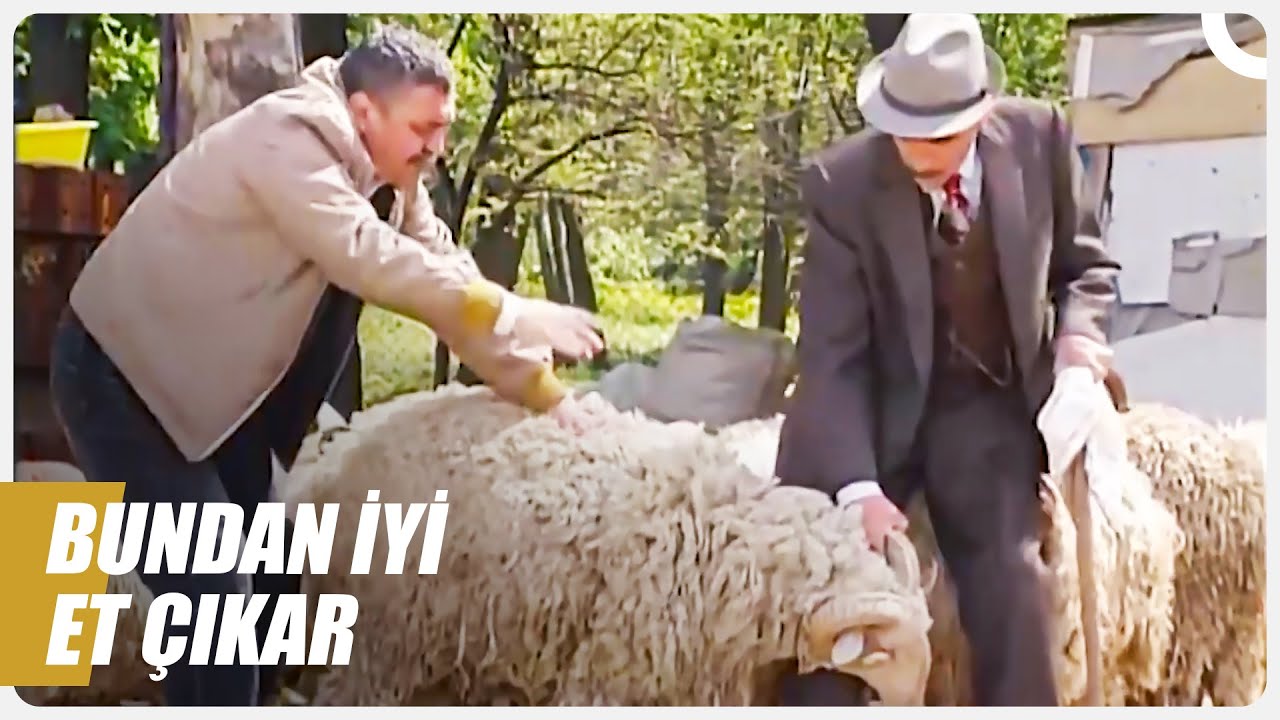 Halil Pazarlama ile Yengeç Hüseyin, Kurbanlık Satın Aldı | Bizimkiler Özel Sahneler