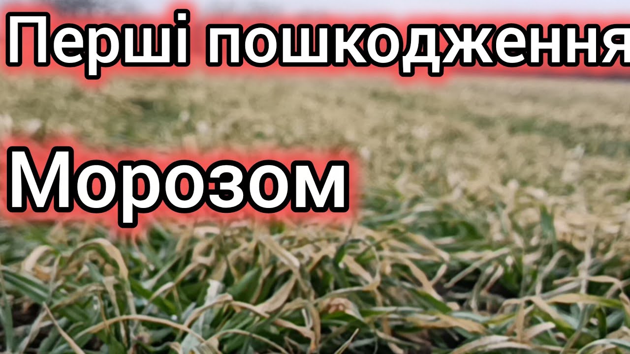 23.01.26. Ячмінь висох від морозу.😢 Виносити добрива чи????