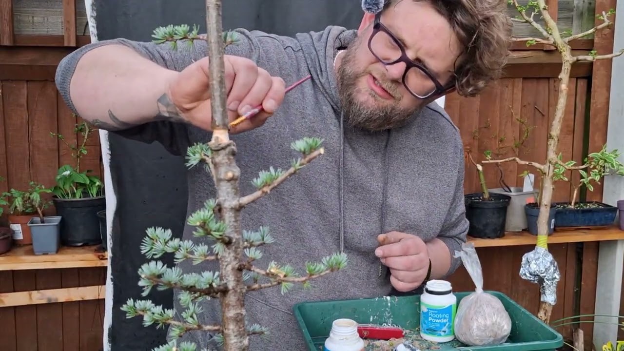 Blue Atlas cedar, air-layering attempt. Will it work out?