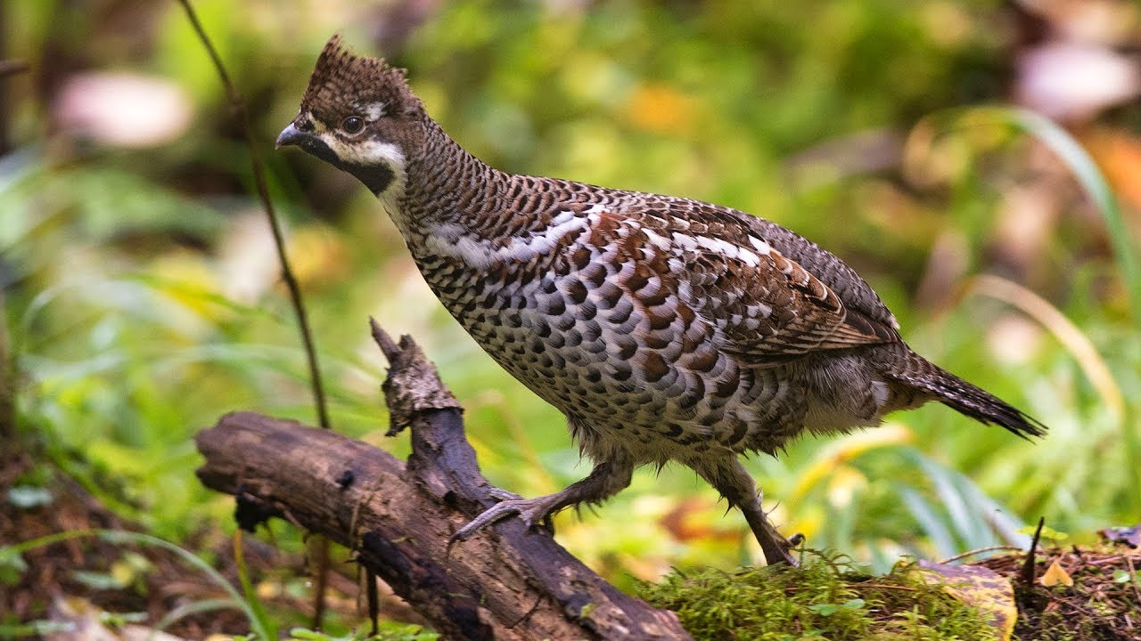 Hazel grouse in autumn. (Рябчик осенью)