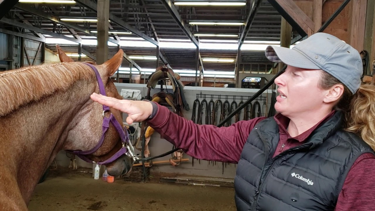 Mane and forelock banding tutorial