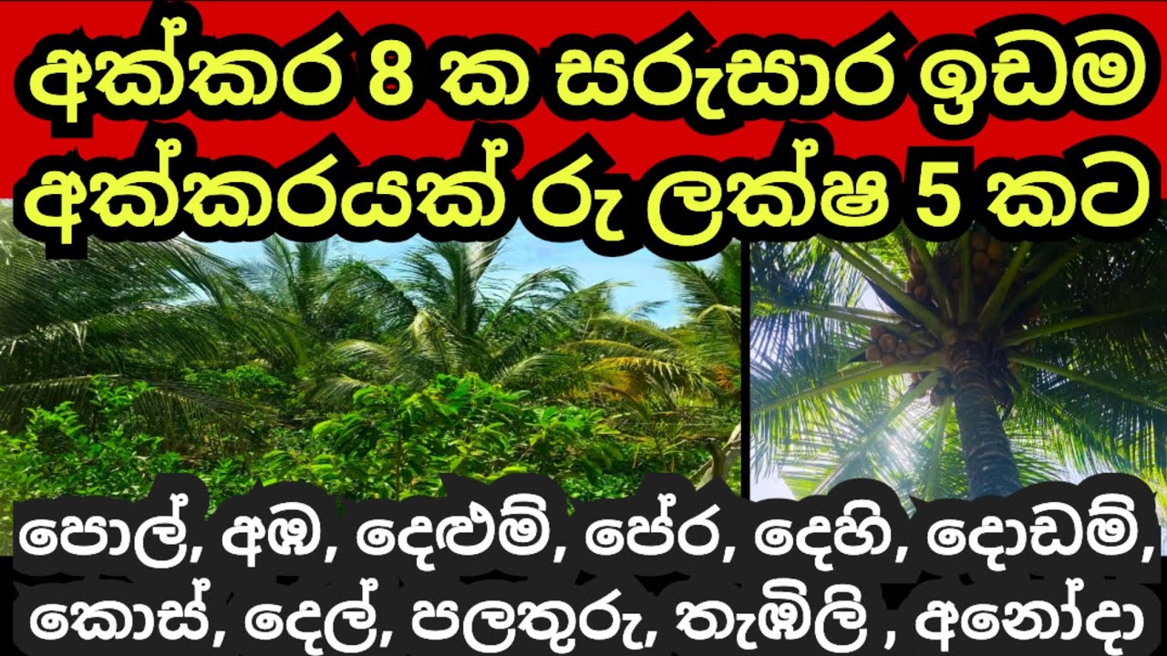 අක්කරයක්  ලක්ෂ 5 කට විකුණන අක්කර 8 ක සුපිරි ඉඩම | Land for sale | Agriculture land | Aduwata idam
