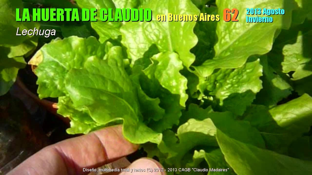 Cultivo de lechugas orgánicas en casa - Lechugas de invierno 2013