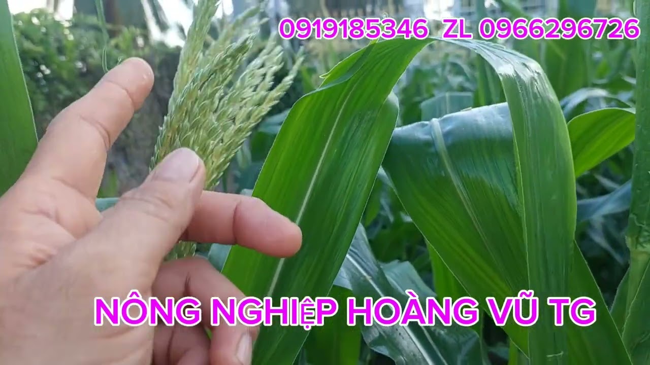 Chia sẽ kinh nghệm trồng bắp, phun thuốc kích râu, kéo tràng dài cho cây bắp ngô