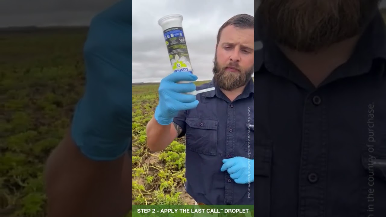 How to apply Last Call&trade; P.T.M for managing Potato tuber moth