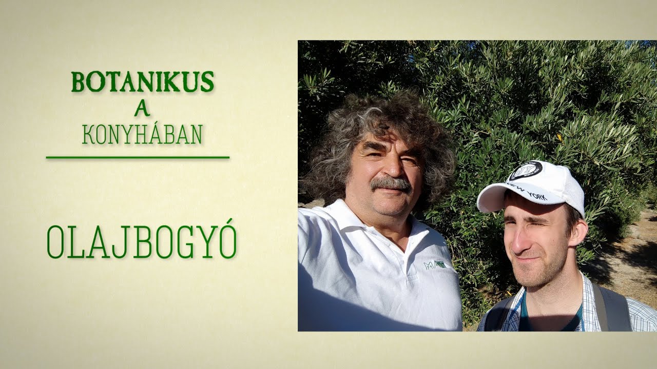 AzBotanikus a konyhában - 130. olajfa