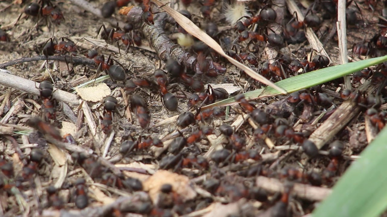 Ant behavior, Formicidae  Formica rufa part 1