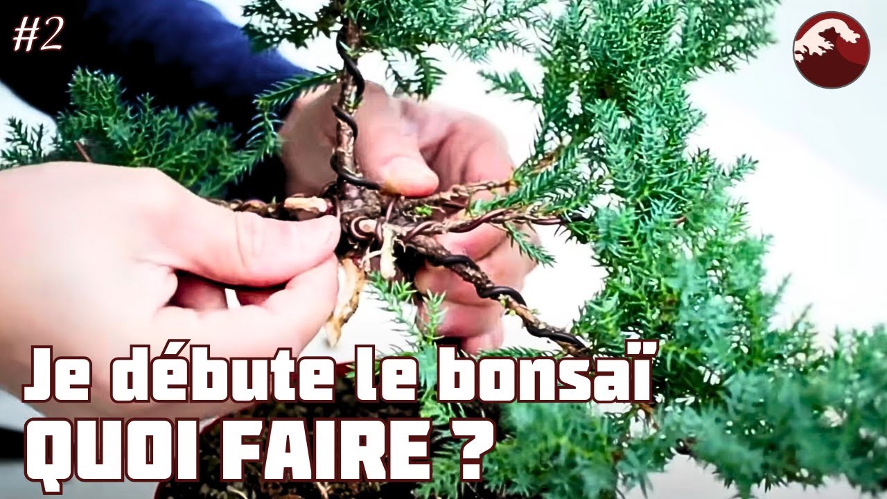 Formation d'un Genévrier Procubens de Pépinière. Épisode 2 🌱 NEJIKAN BONSAI 🌱