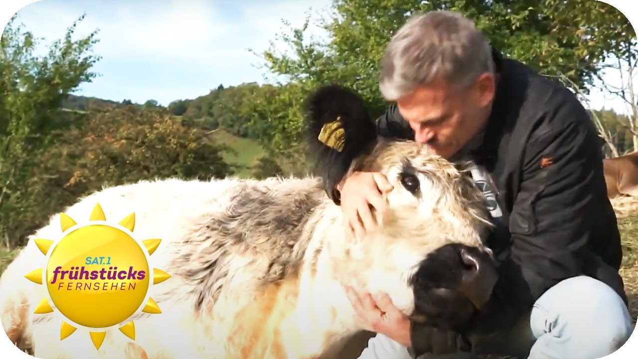 Kühe zum Kuscheln: Joar Berge ist der Kuhflüsterer | SAT.1-Frühstücksfernsehen