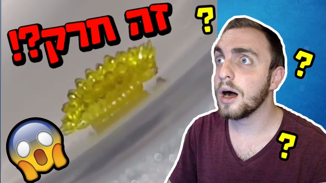 חרק שנראה כמו דובון גומי?! ועוד דברים הזויים שלא תאמינו שקיימים בטבע!