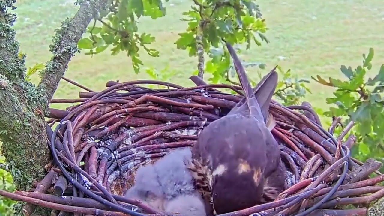#falcon Cam4#84 Review baby birds in the nest - Dad and mother brings food to feed their chicks