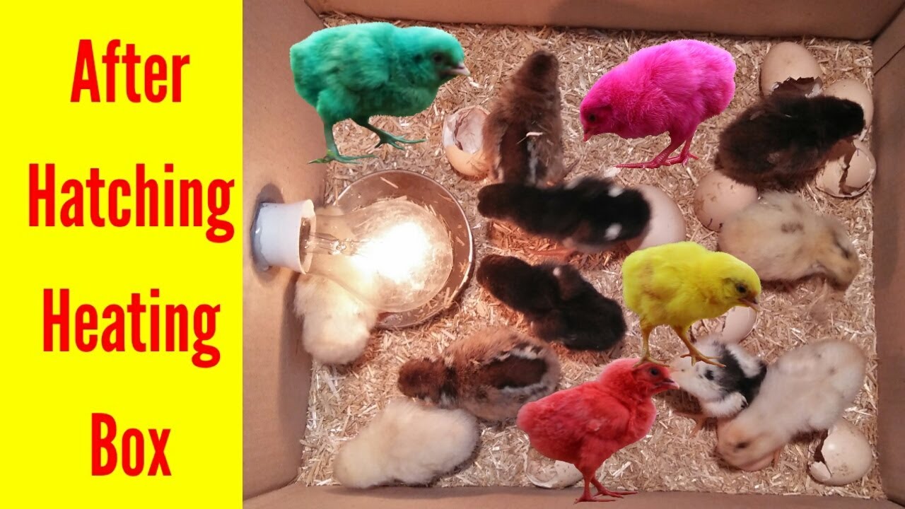 Heating Cage For Newborn Chicks || Chicks Winter Brooder Box || 3MB Vlogs