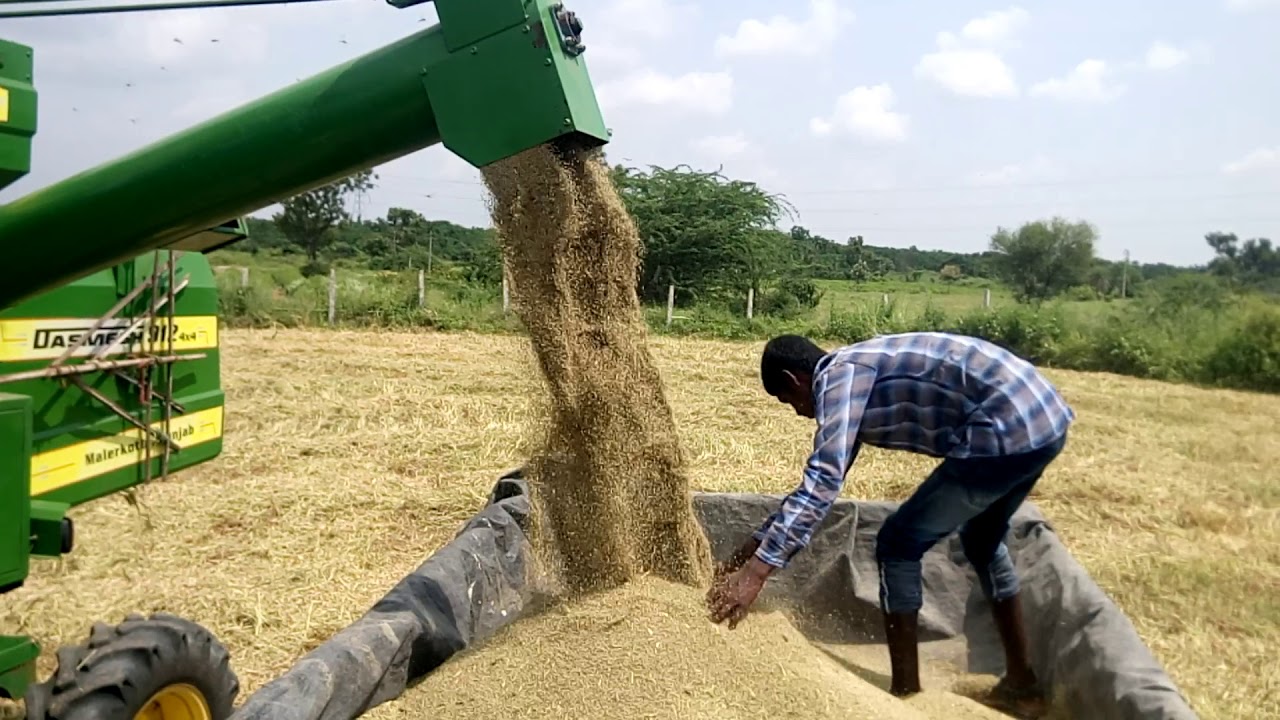 Millets Andu korralu Harvesting