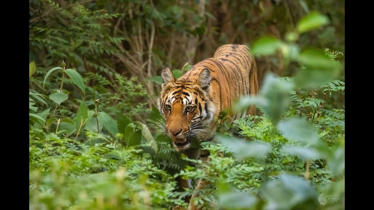 A Wild, Witty Safari in Dhikala | Jim Corbett National Park
