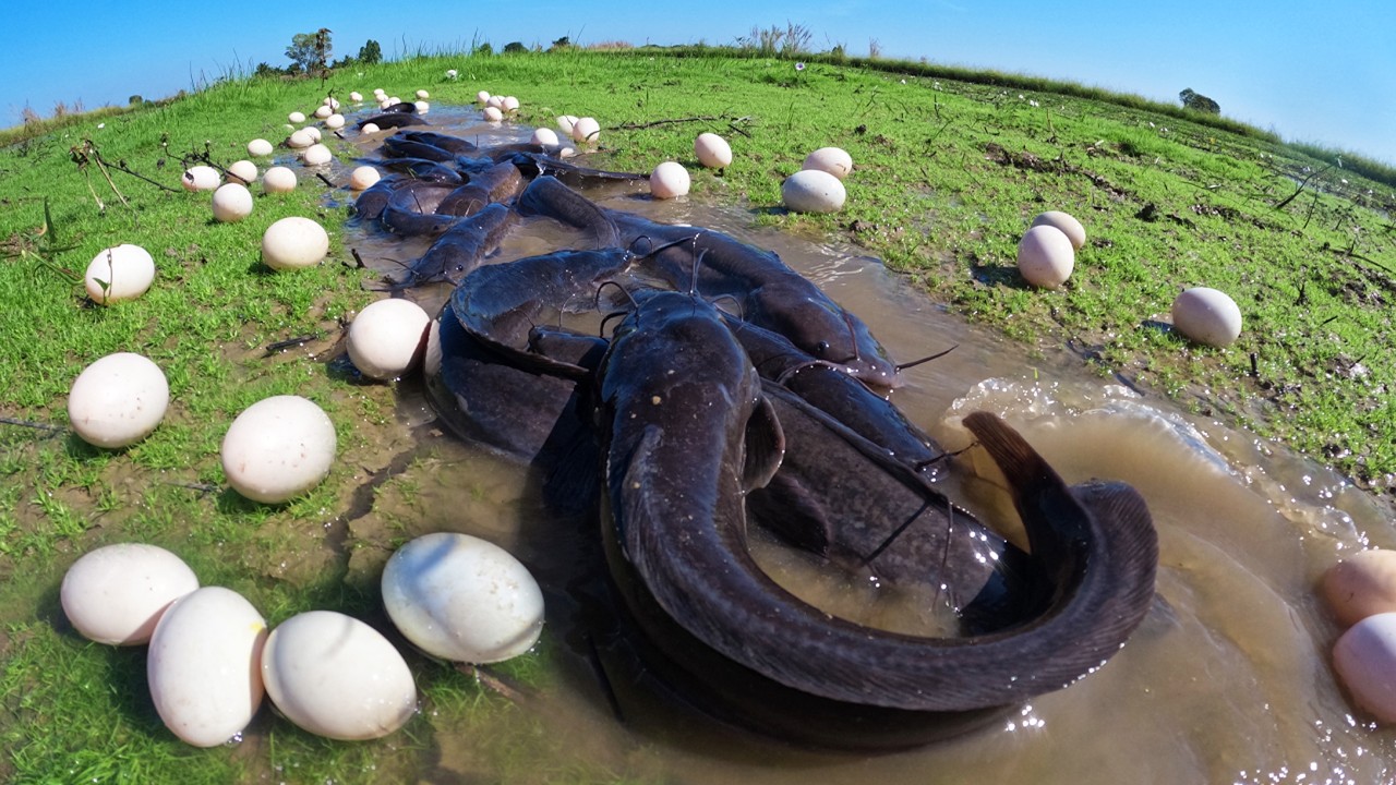 Wow Top Video - Skills fisherman catch a lot of fish and pick eggs in rice field in shallow water