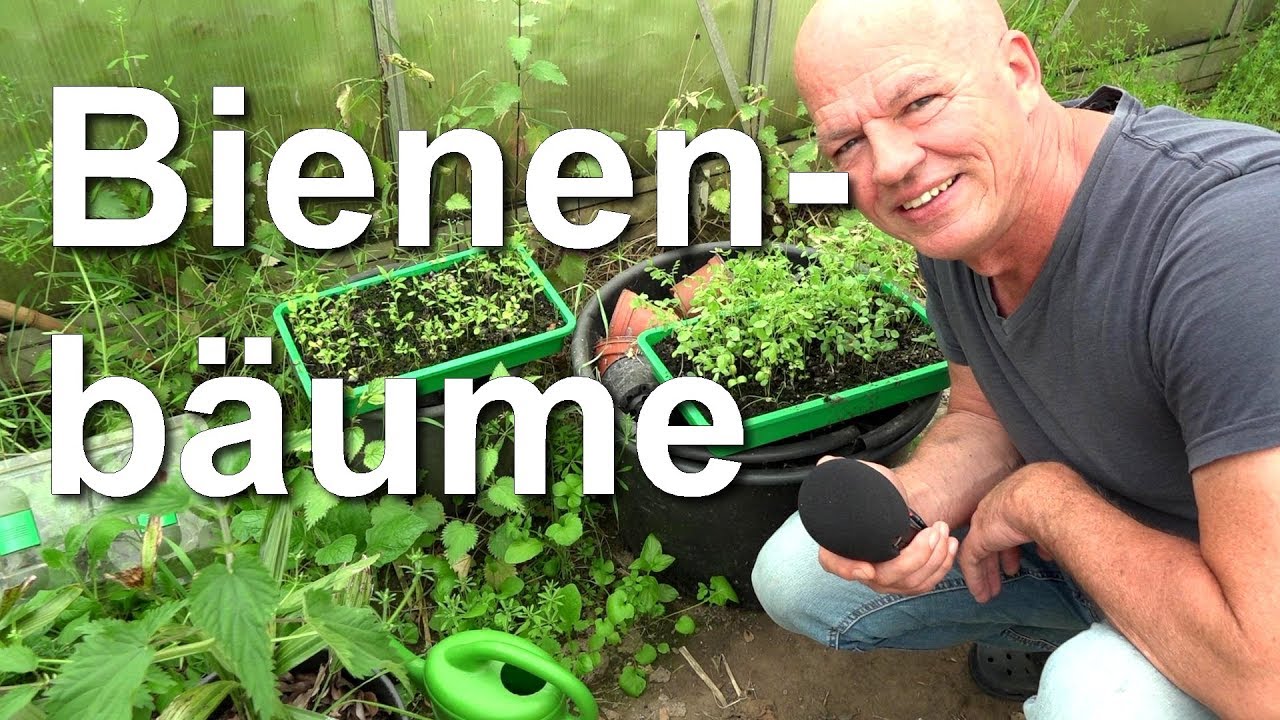Bienenbäume und Robinien vermehren pikieren - Bienenbaum und Akazie für den Garten