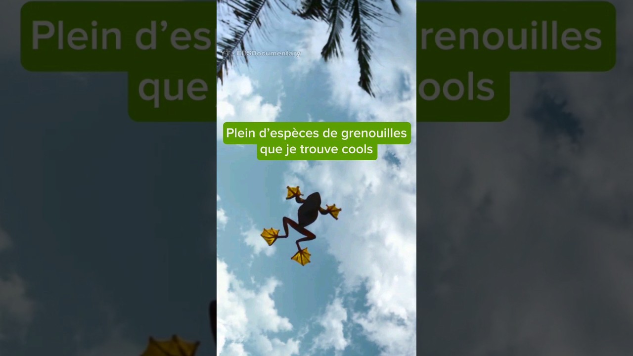 Les Grenouilles que Je Trouve Cools 🐸