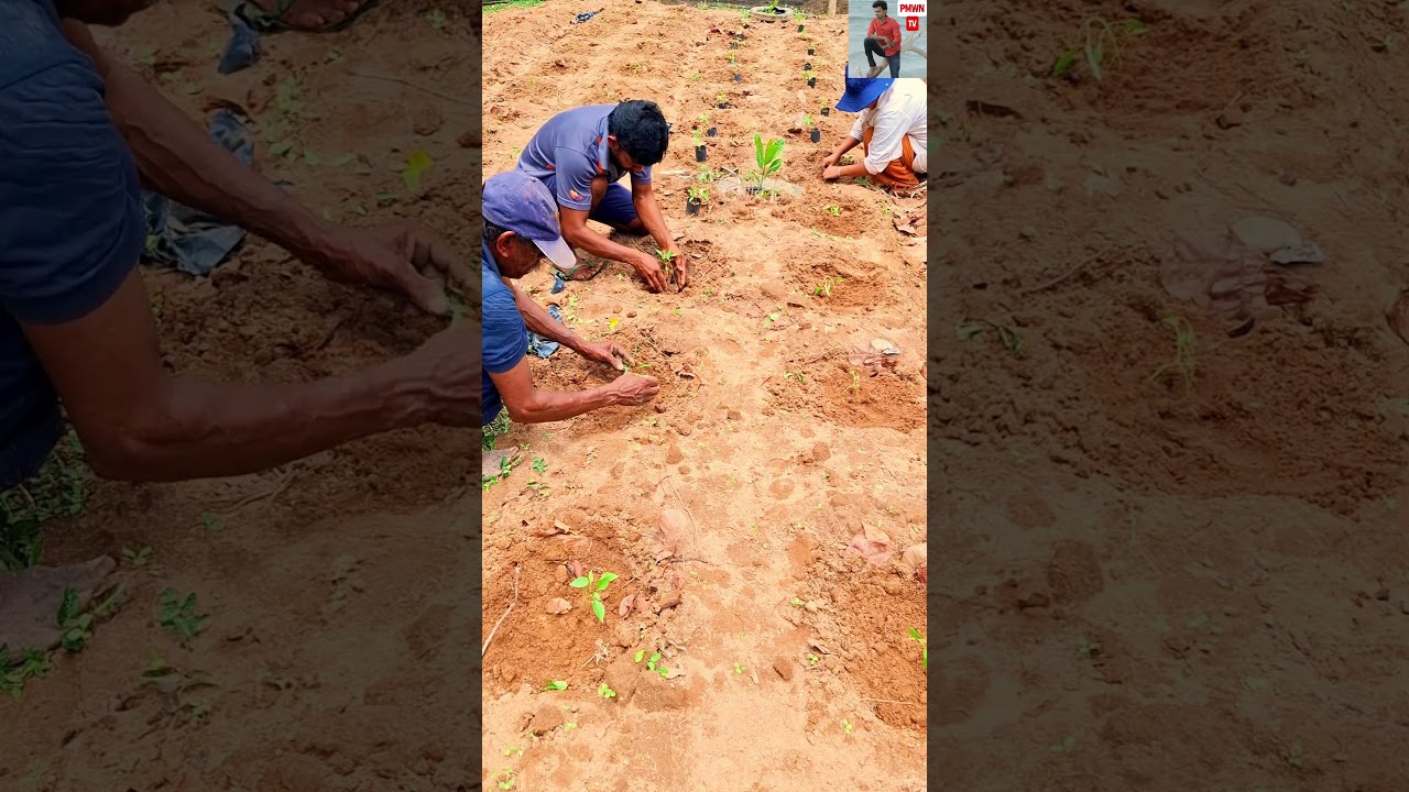 හින් මිරිස් /green chill :Episode 7 