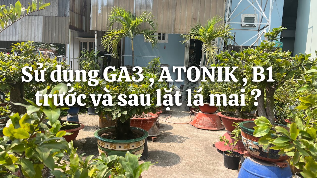 Sử dụng Ga3 , Atonik , B1 như thế nào trước và sau lặt lá mai // 2-12 âl 