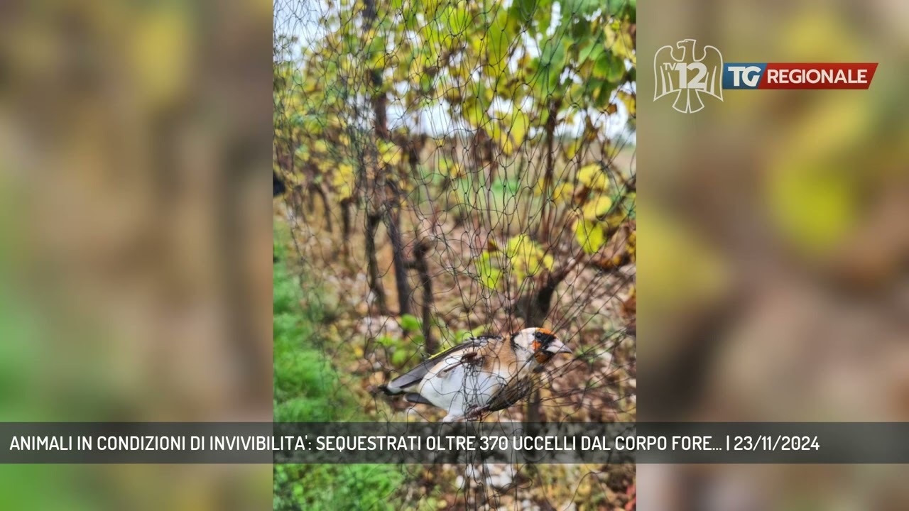 ANIMALI IN CONDIZIONI DI INVIVIBILITA': SEQUESTRATI OLTRE 370 UCCELLI DAL CORPO FORE... | 23/11/2024