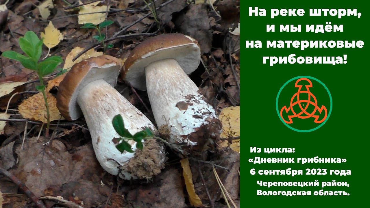 На реке шторм, и мы идём на материковые грибовища!  