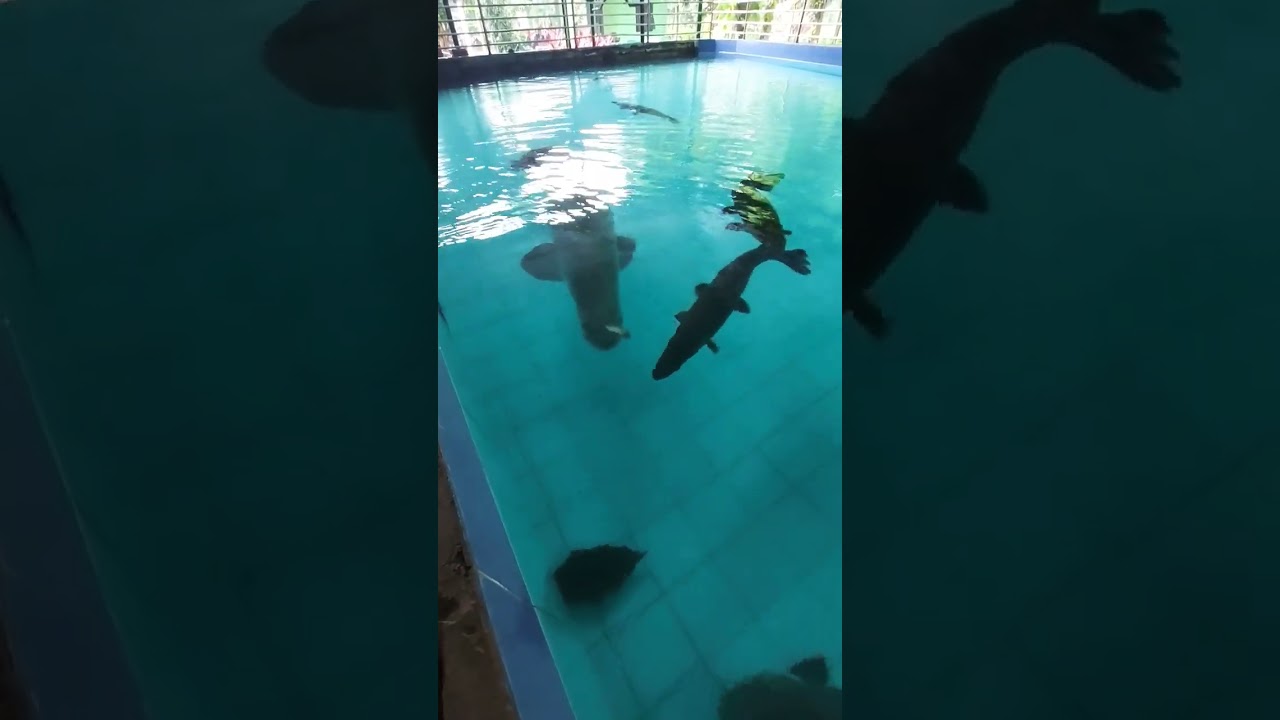 arapaima fish and alligator fish fighting for food #fish #zoo #aligatorfish #arapaimagigas