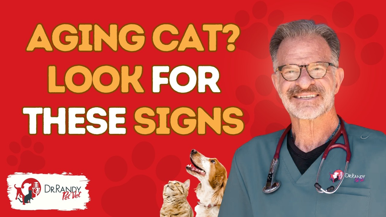 The Senior Cat Checklist: Why 10 Years Old is a Critical Turning Point