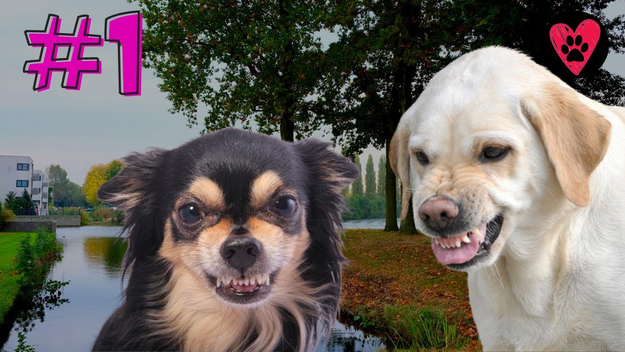 Cani che Ringhiano Compilation - Parte 1