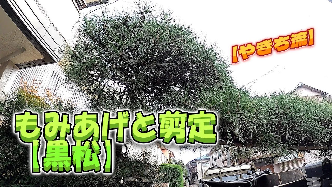 【植木】黒松のもみあげと剪定【やきち流】