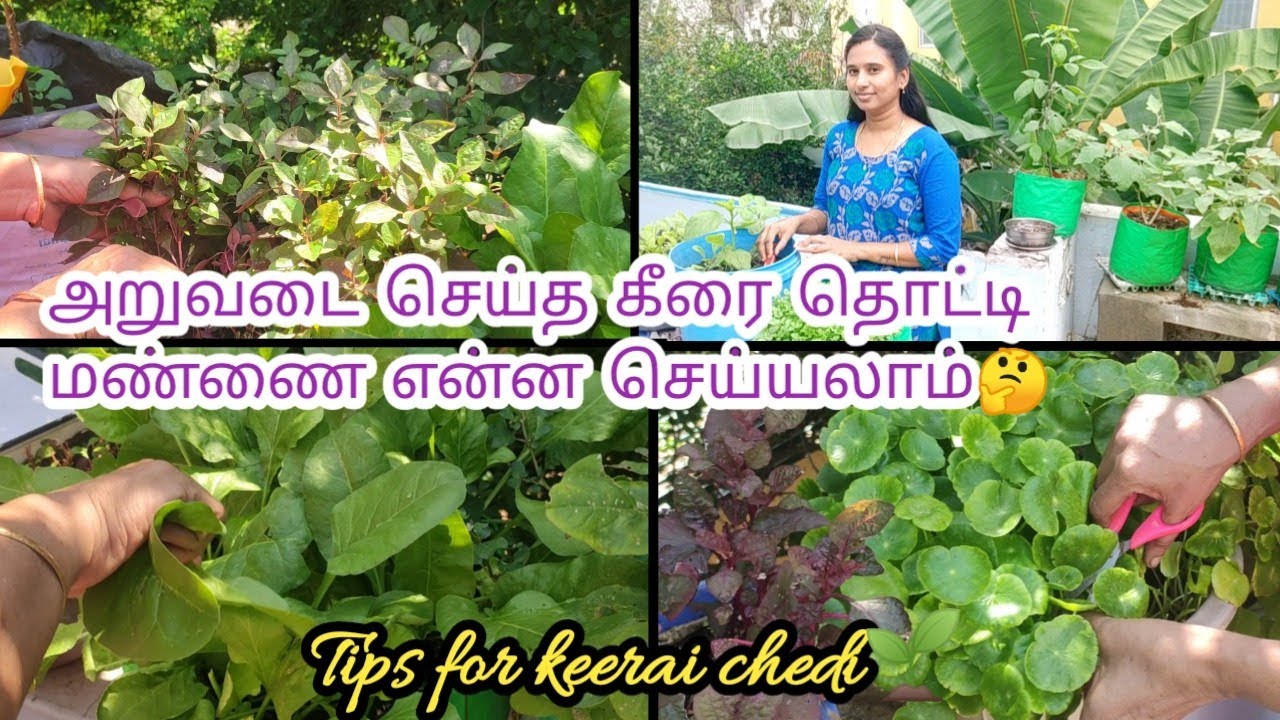 Maadi thottam🌱கீரைச் செடியை அறுவடை செய்த பிறகு மண்ணை எப்படி பயன்படுத்தலாம்🏡 how to reuse🤔
