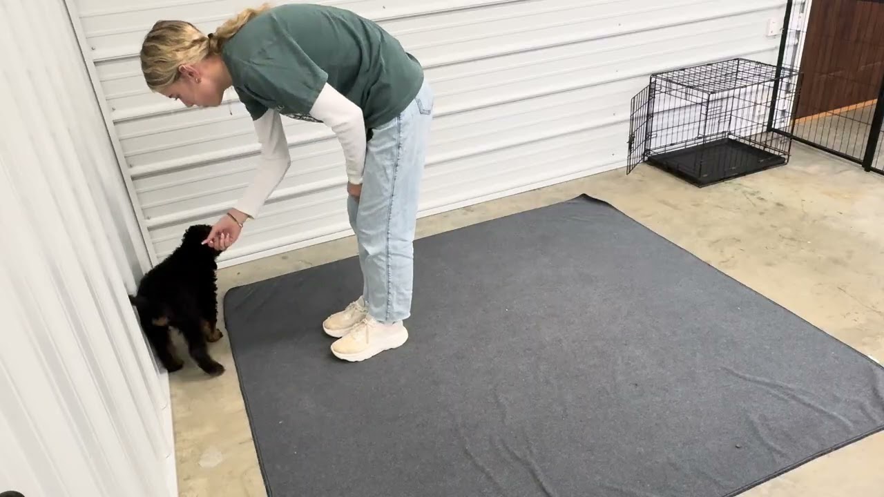 Snickers - Transitional training showcase video