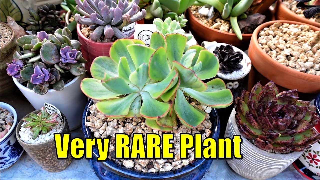 РАСПАКОВКА И ПЕРЕСАДКА ОЧЕНЬ РЕДКОГО СУККУЛЕНТА, КУПЛЕННОГО В ИНТЕРНЕТЕ У Mick's Succulents