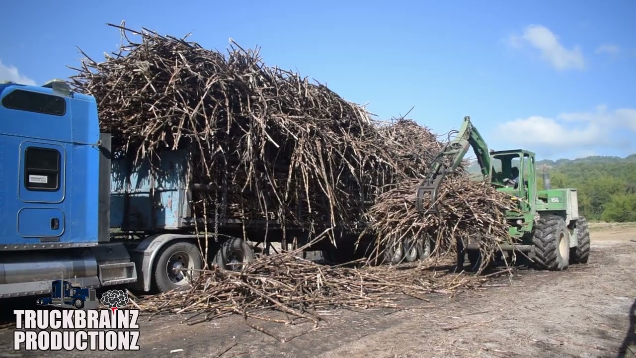 Loading Sugar Cane || Jamaica Cane Truckers