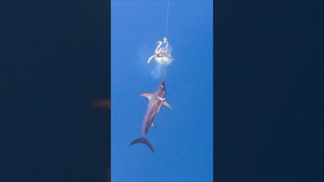 Swordfish Attacks Giant Squid 🦑