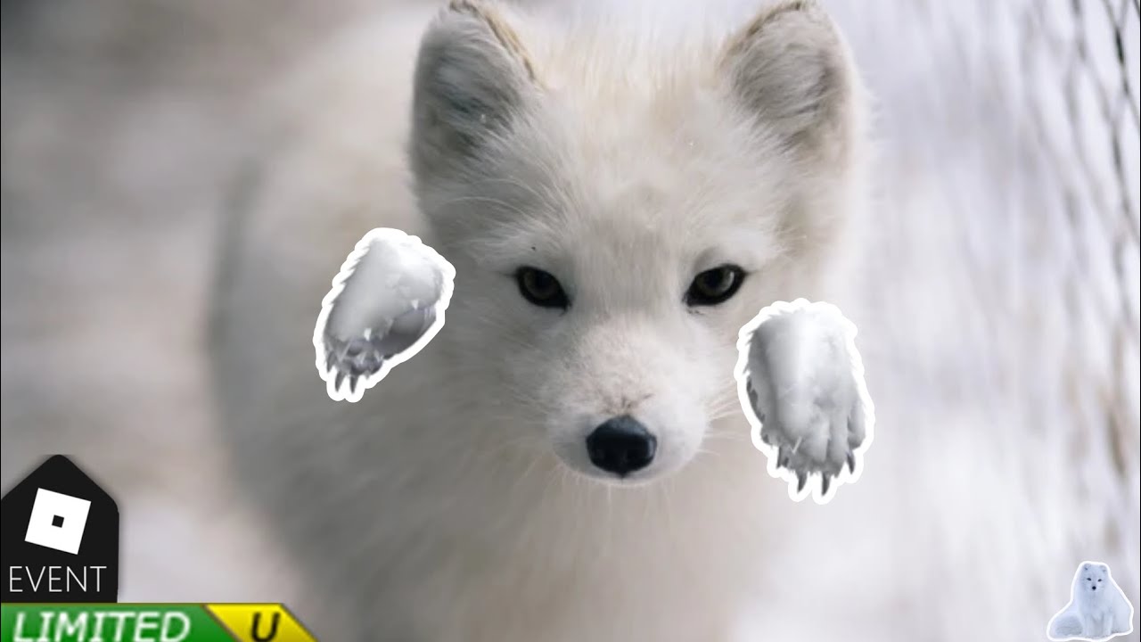 FREE LIMITED UGC | How to get Deadly 60: Arctic Fox Paws in Deadly 60 🐺 Wonder Chase on Roblox