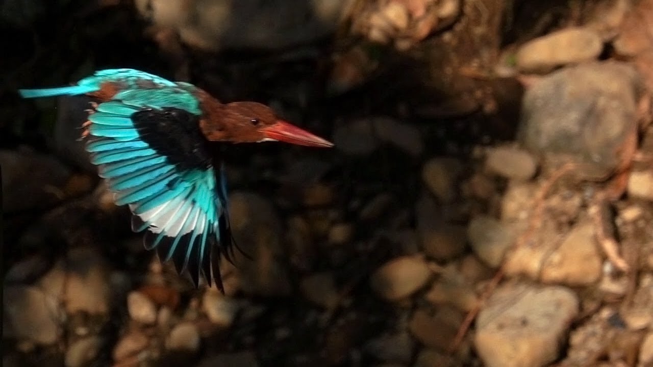 Scratching a kingfisher's itch (RX10 IV at 240 fps)